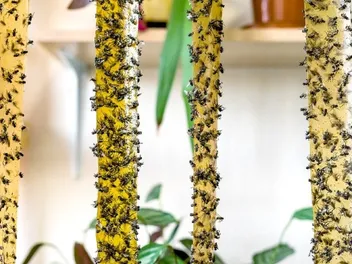 Are Raid Fly Ribbons Poisonous to Cats? Vet Approved Facts & FAQ