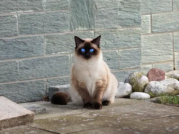 12 Best Cat Breeds for Emotional Support (With Info & Pictures)