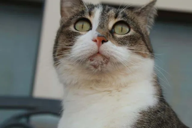 Cat Acne: Causes, Signs, and Treatment