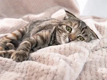 Do Cats Get Morning Sickness? Vet-Approved Signs & Facts