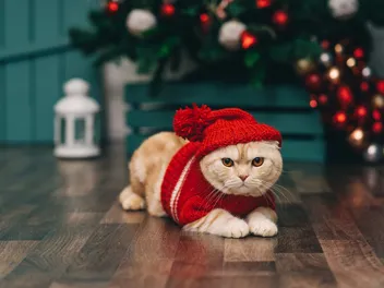 15 Best Cat Christmas Ornaments of 2026 – Reviews & Top Picks