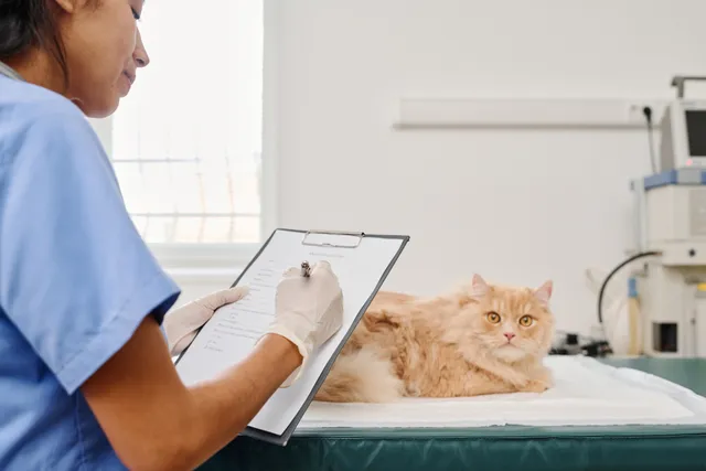 Are Vets Charging Too Much? Check Out the Results of the UK Investigation