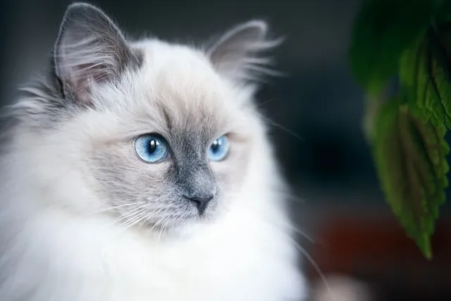 8 Blue-Eyed Cat Breeds: Info, Pictures, Facts & Health (Vet-Verified)