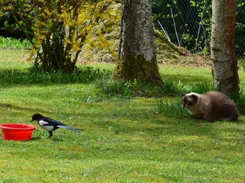 How to Keep Cats Away From Bird Feeders: 6 Vet-Verified Proven Methods