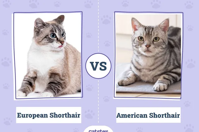European Shorthair vs. American Shorthair: What’s the Difference? (With Pictures)