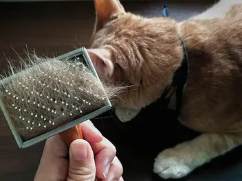 How to Get Rid of Cat Dander: 10 Vet Approved Tips