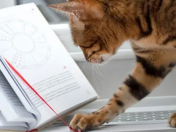 Cat Zodiac Signs: Do They Explain Your Cat's Personality?
