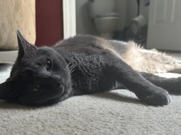 Can Cats Tolerate a Weekend Alone? Olga Cannot!