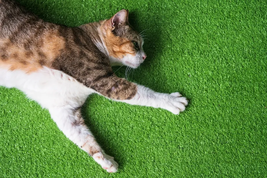 Cat on artificial grass