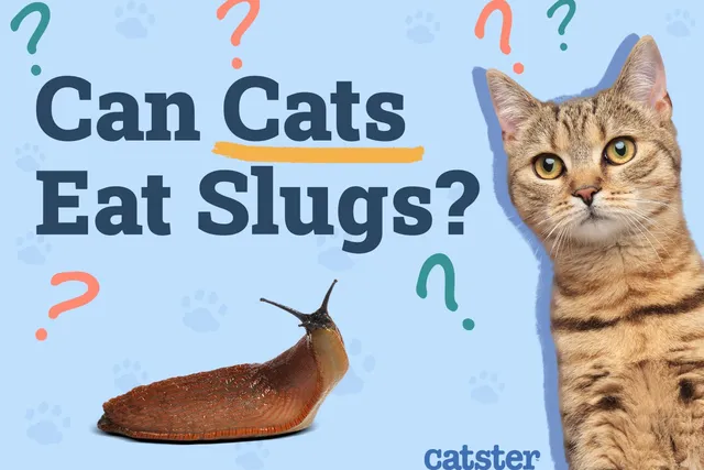 Can Cats Eat Slugs? Vet-Reviewed Risks & Precautions