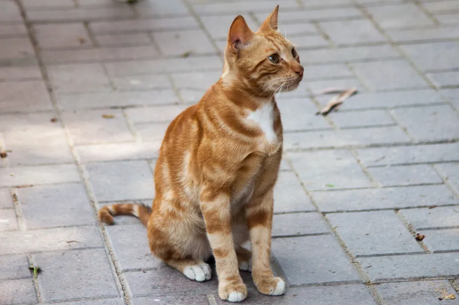 nile valley egyptian cat sitting on a sidewalk