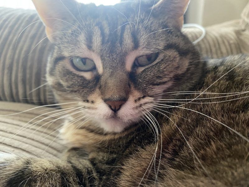 Moody Blues: Cats and Their Emotions