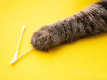 Why Do Cats Like Q Tips? 3 Possible Reasons & Vet-Reviewed Safety Tips