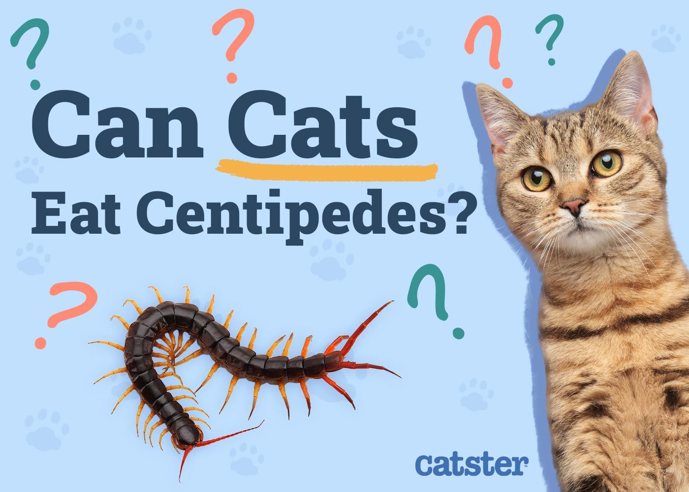 Can Cats Eat Centipedes