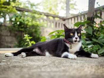 How Rare Are Tuxedo Cats? Vet-Approved Coat Color Facts & Info