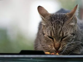 The 6 Best Freeze-Dried Cat Foods of 2026 - Vet-Verified Reviews & Top Picks