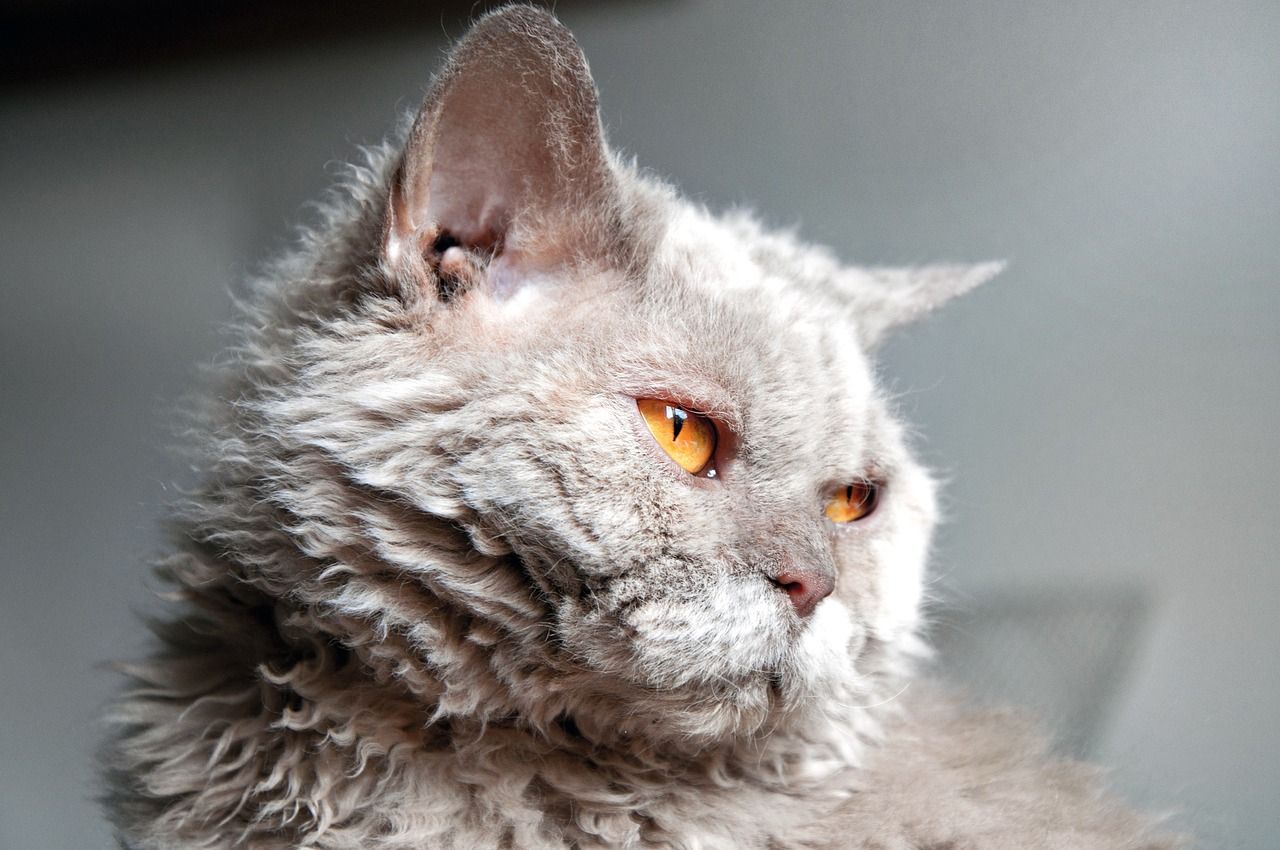 Selkirk Rex cat