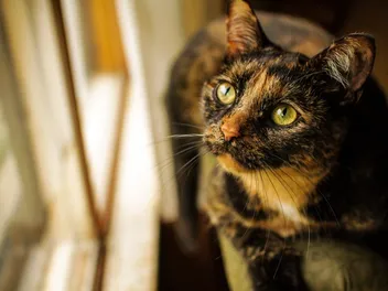 Why Do Cats Stare? Feline Behavior Explained (Vet-Reviewed Info)