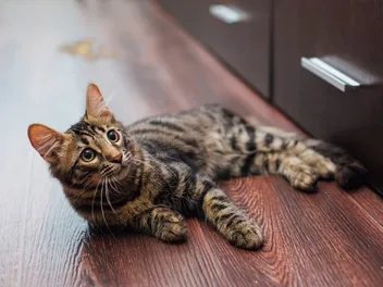 My Cat is Leaving Blood Drops Everywhere, What’s Wrong?