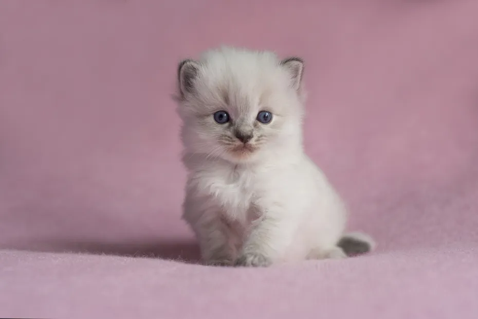female seal tabby point ragdoll kitten
