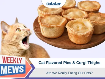 Cat Flavored Pies and Corgi Thighs – Are We Really Eating Our Pets?