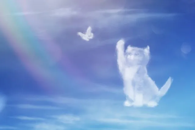 National Pet Memorial Day 2026: History, Facts & Way to Celebrate