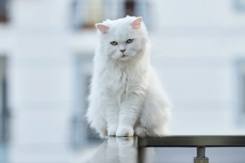 Turkish Angora cat outdoors