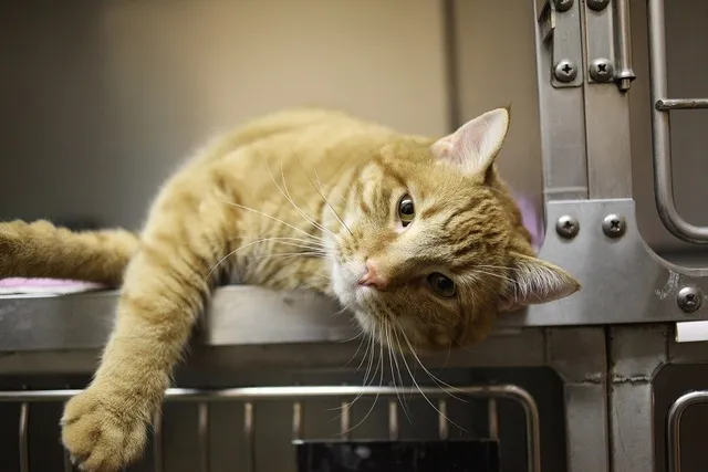 Can Cats Get Concussions? (Vet Answer)