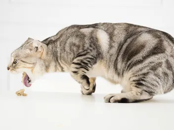 Why Is My Cat Throwing Up After Having Vaccines? 3 Possible Reasons (Vet Answer)