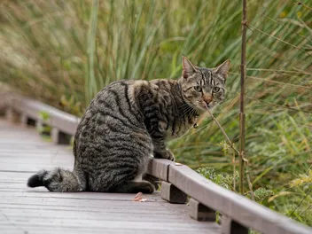 American Ringtail Cat Breed: Info, Pictures, Care & More