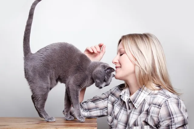 8 Vet-Reviewed Signs Your Cat Wants Attention From You (With Pictures)
