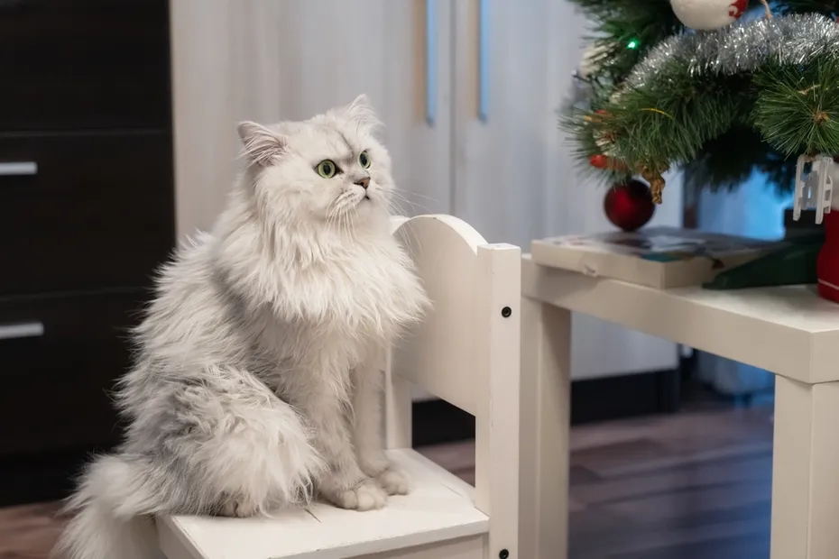 chinchilla-persian-cat