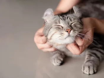 Why Do Cats Like Their Cheeks Scratched? 4 Vet-Approved Reasons & FAQ