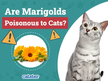 Are Marigolds Poisonous to Cats? Vet-Reviewed Houseplants Examined