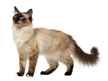 Balinese Cat Breed: Info, Pictures, Traits & Facts