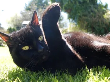 What Is Cat “Rust”? Causes & What to Look Out For (Vet-Verified Info)
