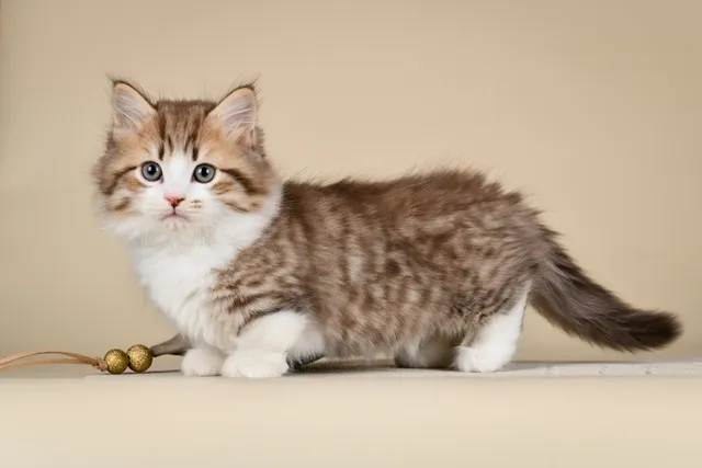 How Big Do Munchkin Cats Get? Vet-Reviewed Average Weight & Growth Chart