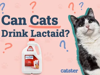 Can Cats Drink Lactaid? Vet-Approved Nutritional Science & Info