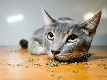 4 Totally Legal & Safe Ways to Get Your Cat High (Vet-Approved)