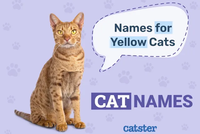 200+ Yellow Cat Names: Great Names for Your Sunny Cat