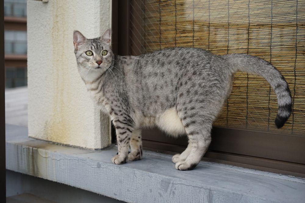 egyptian mau outside the house