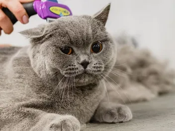 9 Best Cat Brushes in Australia in 2026: Reviews & Top Picks