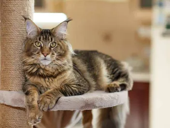 Cat Trees: How to Choose One & Where to Put It