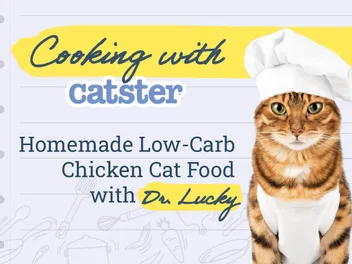 Homemade Low-Carb Chicken Cat Food Recipe: Dr. Lucky’s Meal Planning for Cats