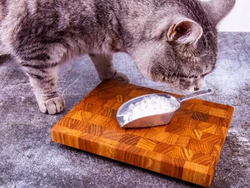 Why Do Cats Like Salt? 3 Vet-Reviewed Reasons