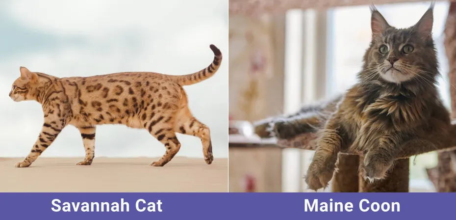 side by side Savannah Cat VS Maine Coon