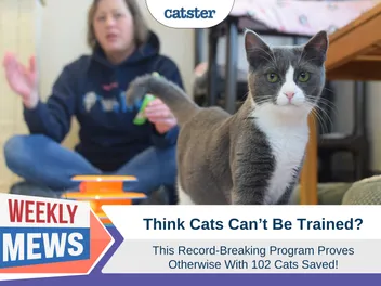 Think Cats Can’t Be Trained? This Record-Breaking Program Proves Otherwise With 102 Cats Saved!