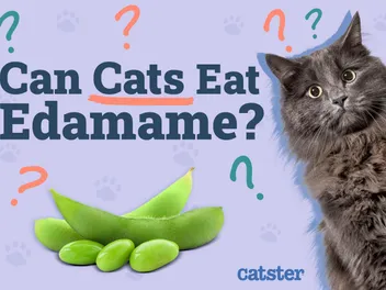 Can Cats Eat Edamame? Vet-Approved Nutritional Facts & Risks