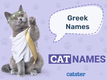 100+ Greek Cat Names: Ideas for Strong & Legendary Cats