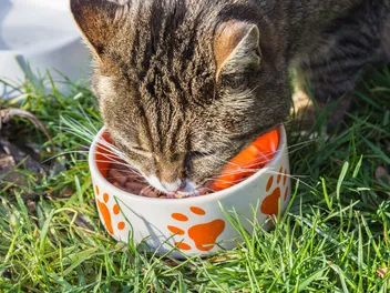 8 Best Cat Foods With Taurine (2026) - Reviews & Top Picks